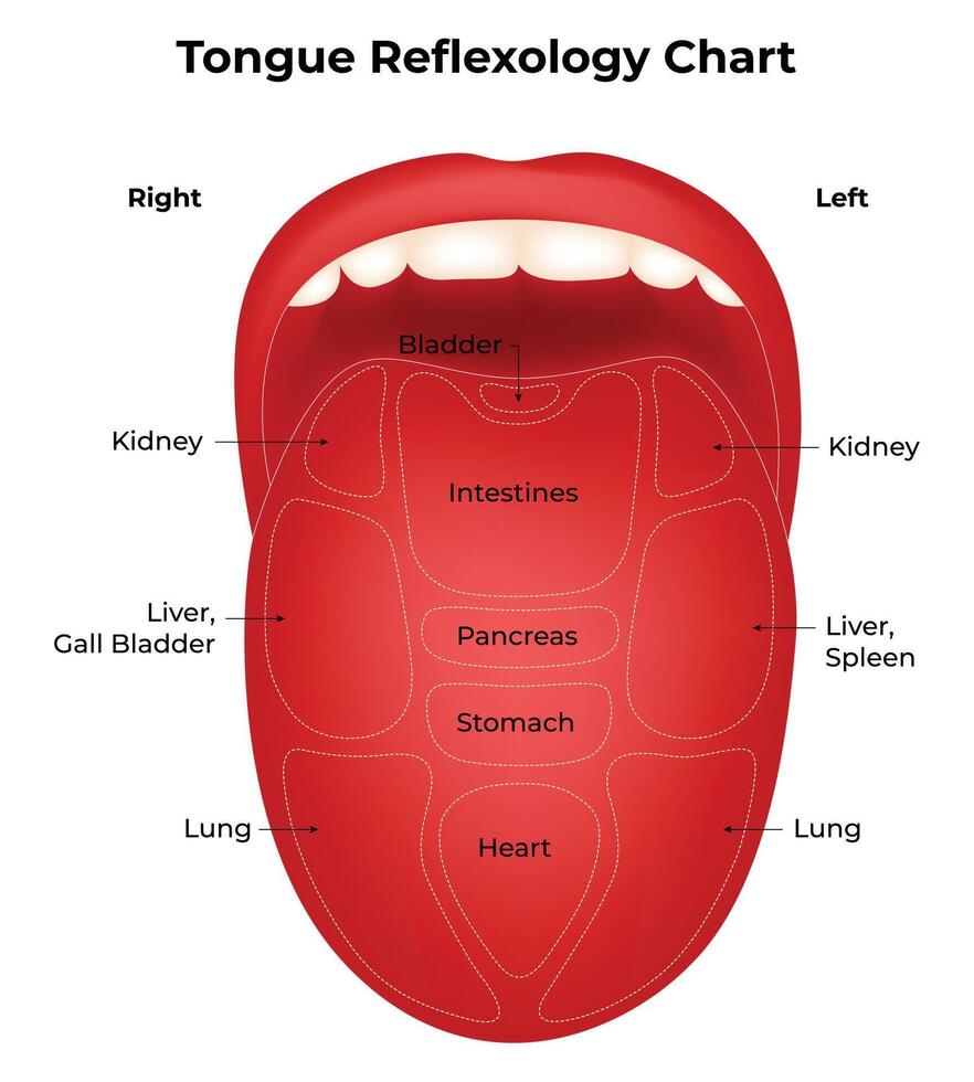 Tongue Reflexology Chart Science Design Illustration Diagram vector