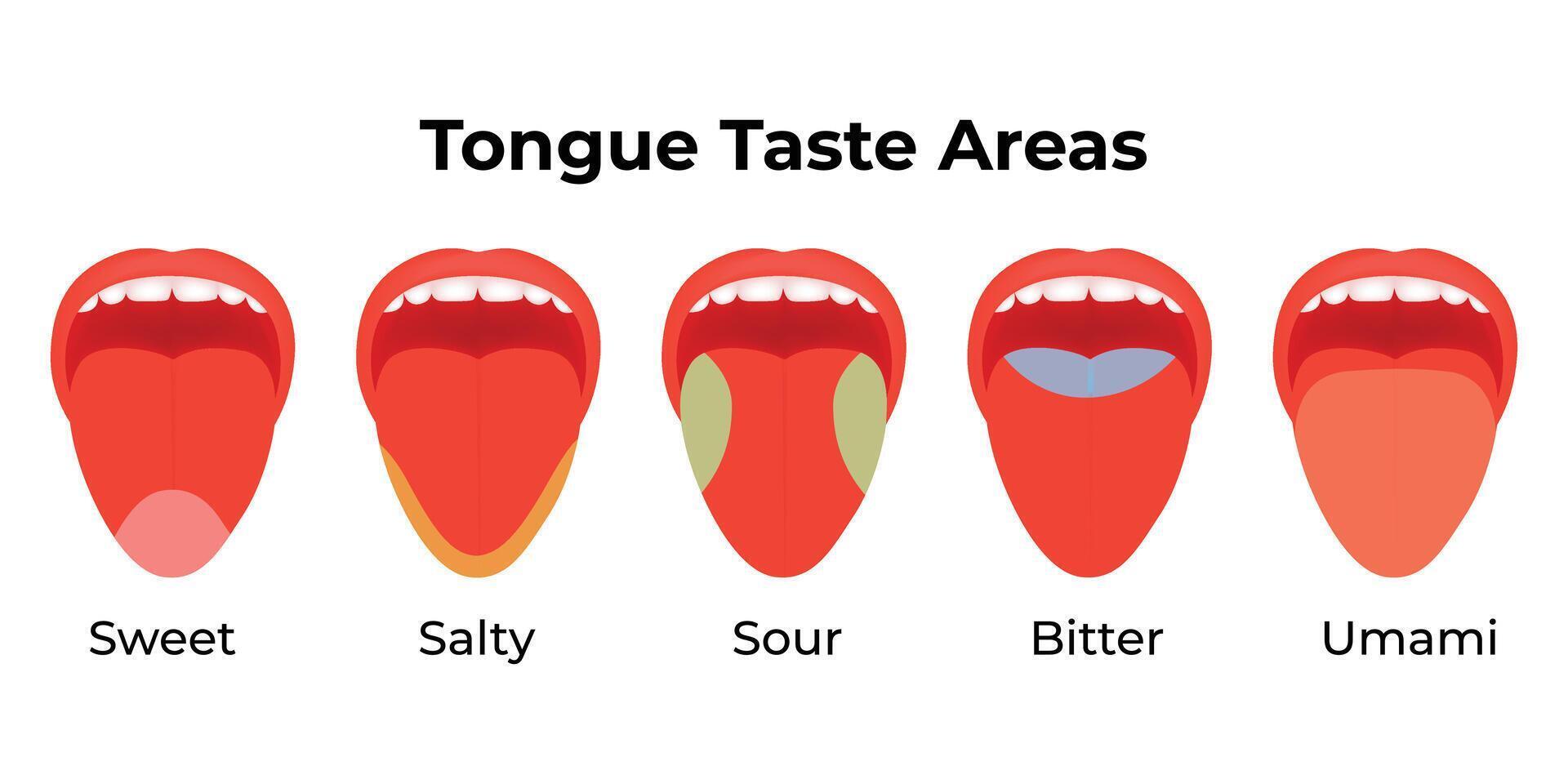Tongue Taste Areas Science Design Illustration Diagram vector