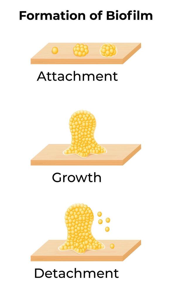Formation of Biofilm Science Design Illustration Diagram vector