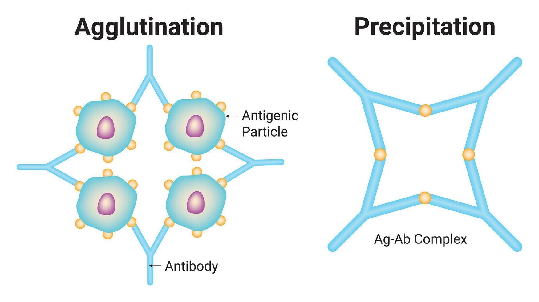 Agglutination and Precipitation Science Design Illustration Diagram vector