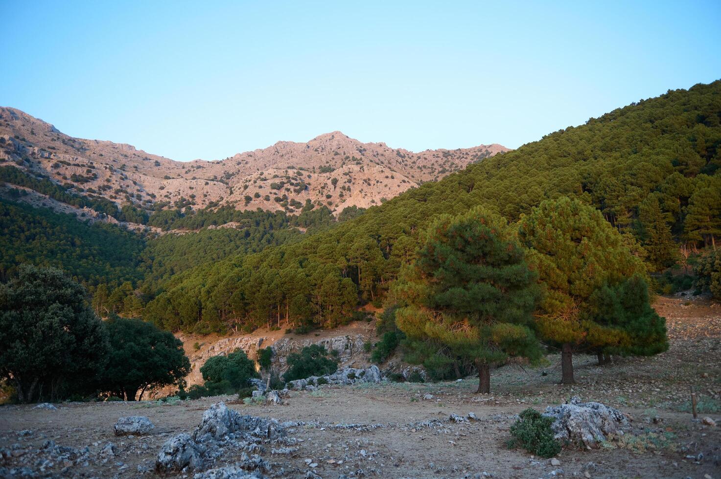 Scenic mountain landscape with dense forest and rocky terrain under clear blue sky photo