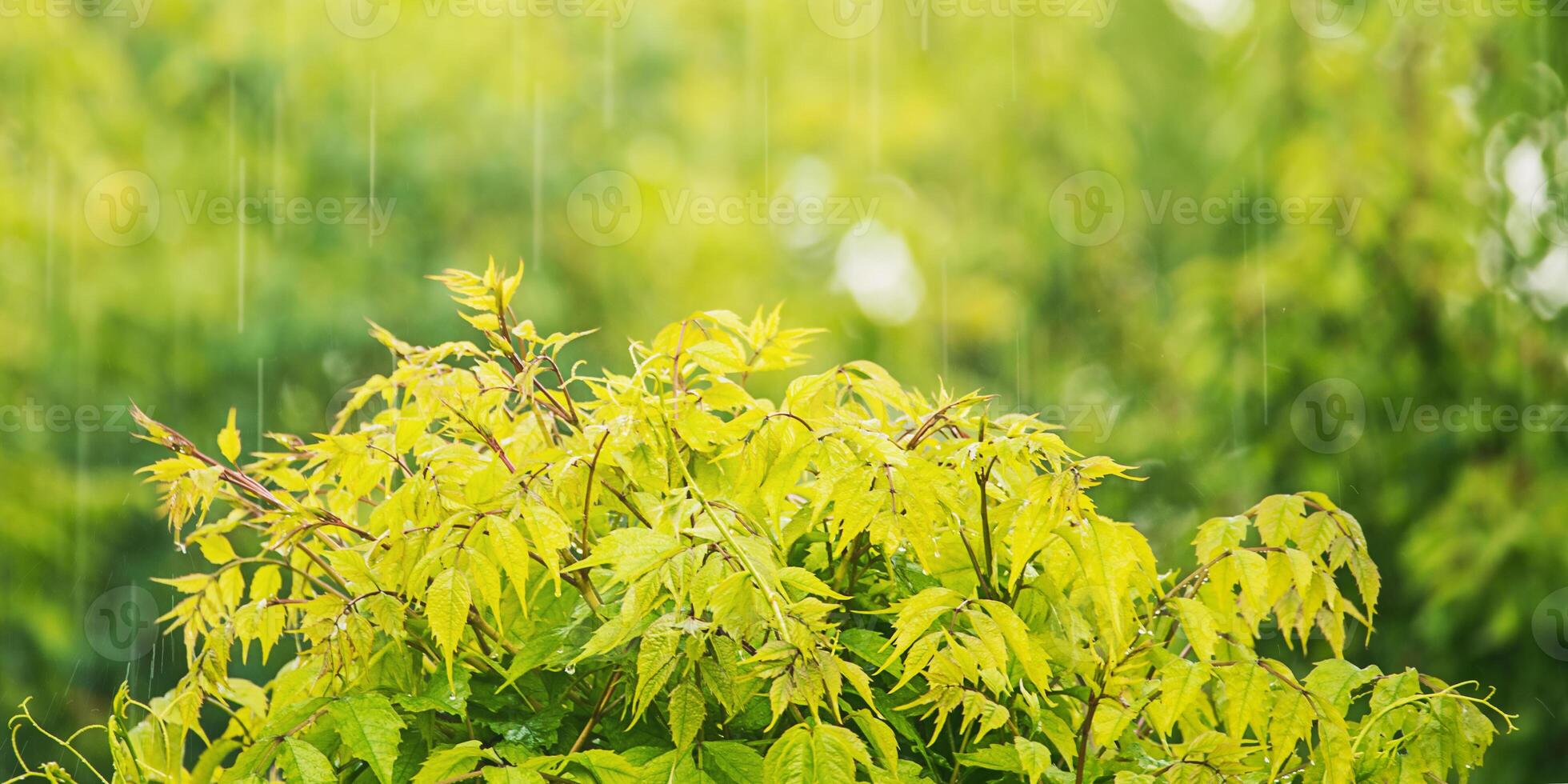 A bush of green tecoma plant under the rain as a background photo