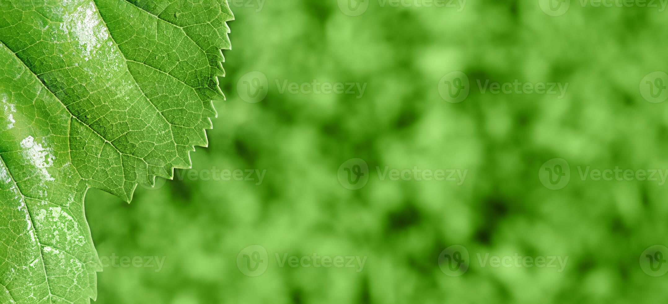 Natural green focus and defocus background. Fine focal part on green leaf and bokeh photo