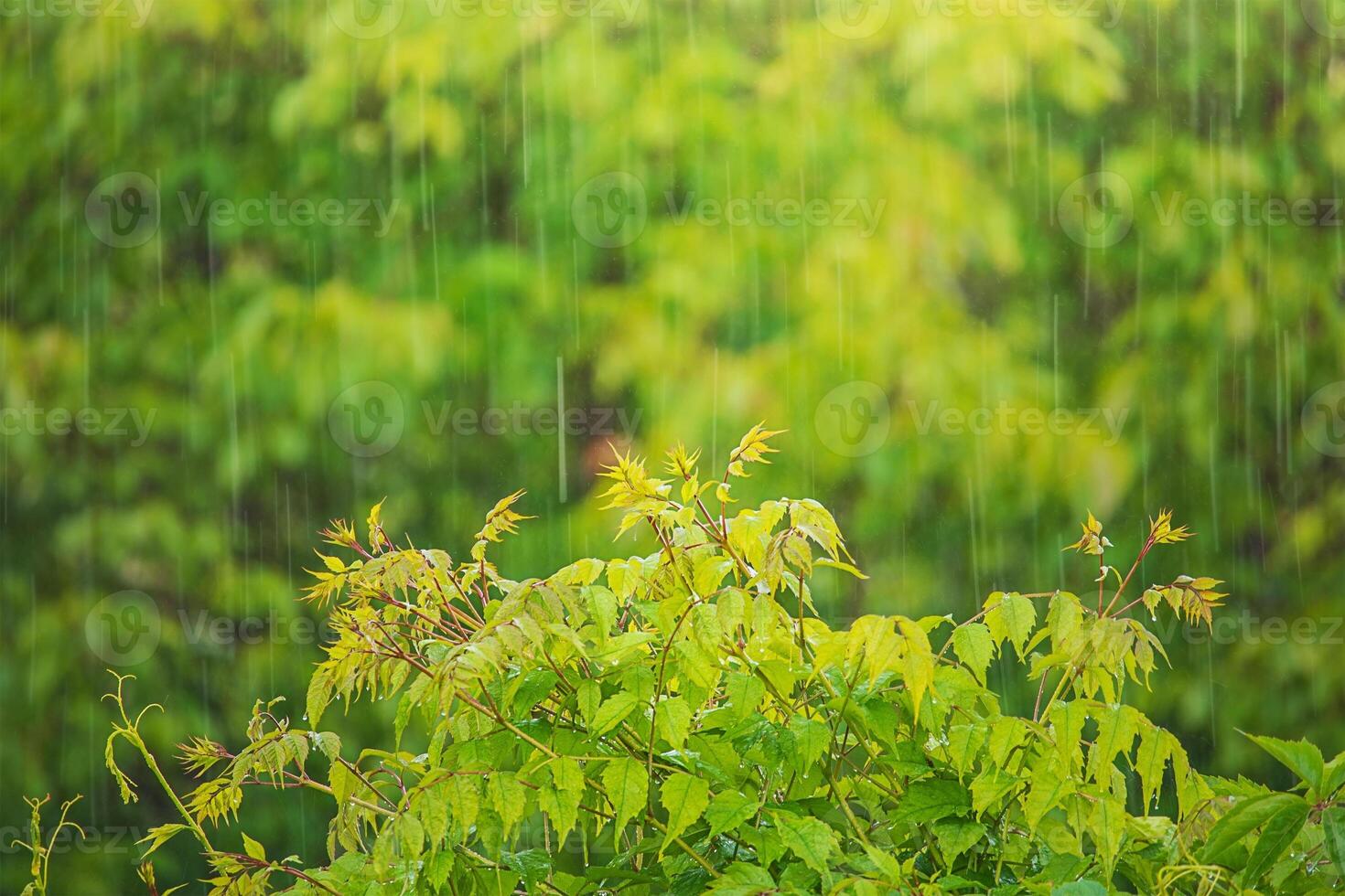 Raindrops in nature. The rain falls on the leaves of trees and bushes. photo
