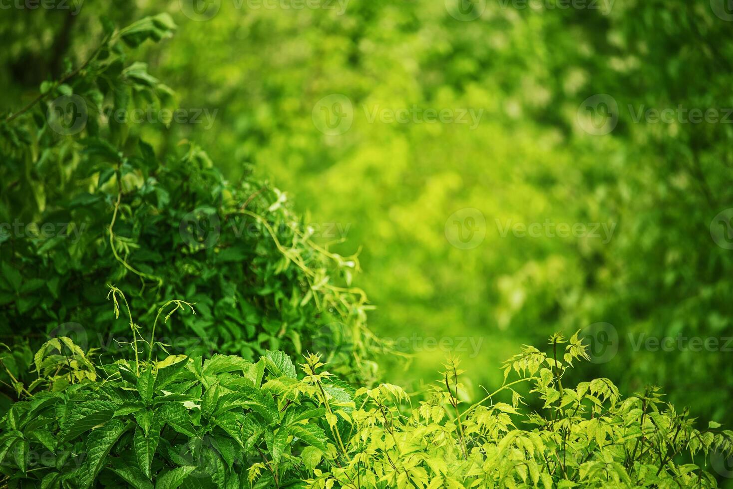 Natural green background of trees and bushes in focus and defocus photo