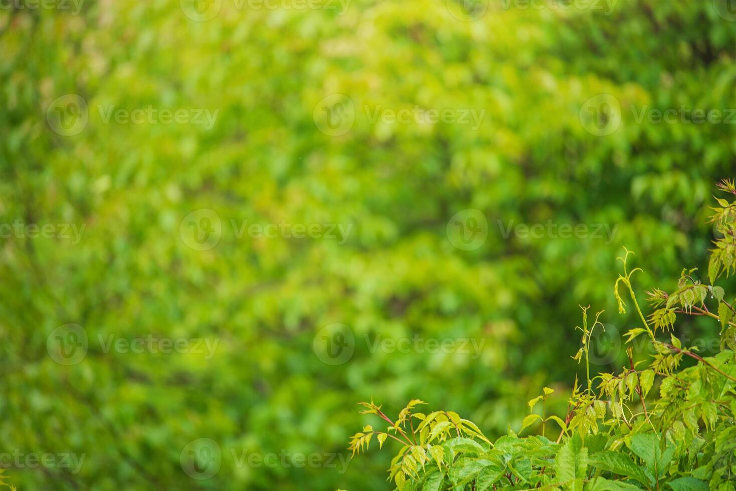 Green natural background thin focal part of plants and blurred background photo