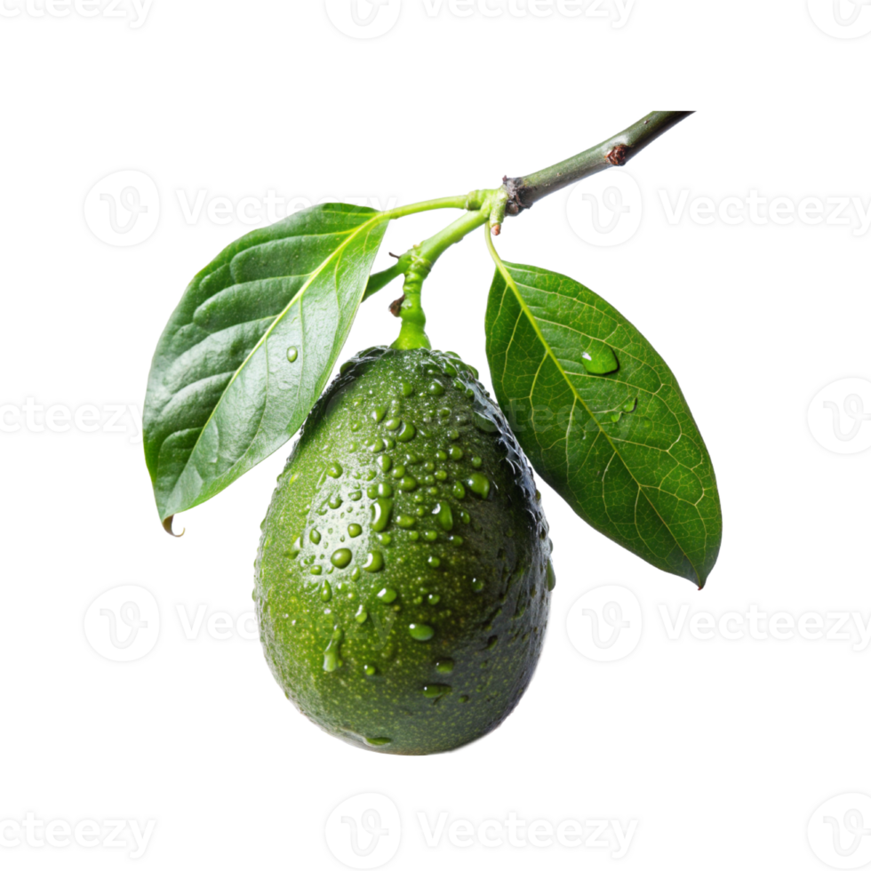 green avocados are on a branch with water droplets png