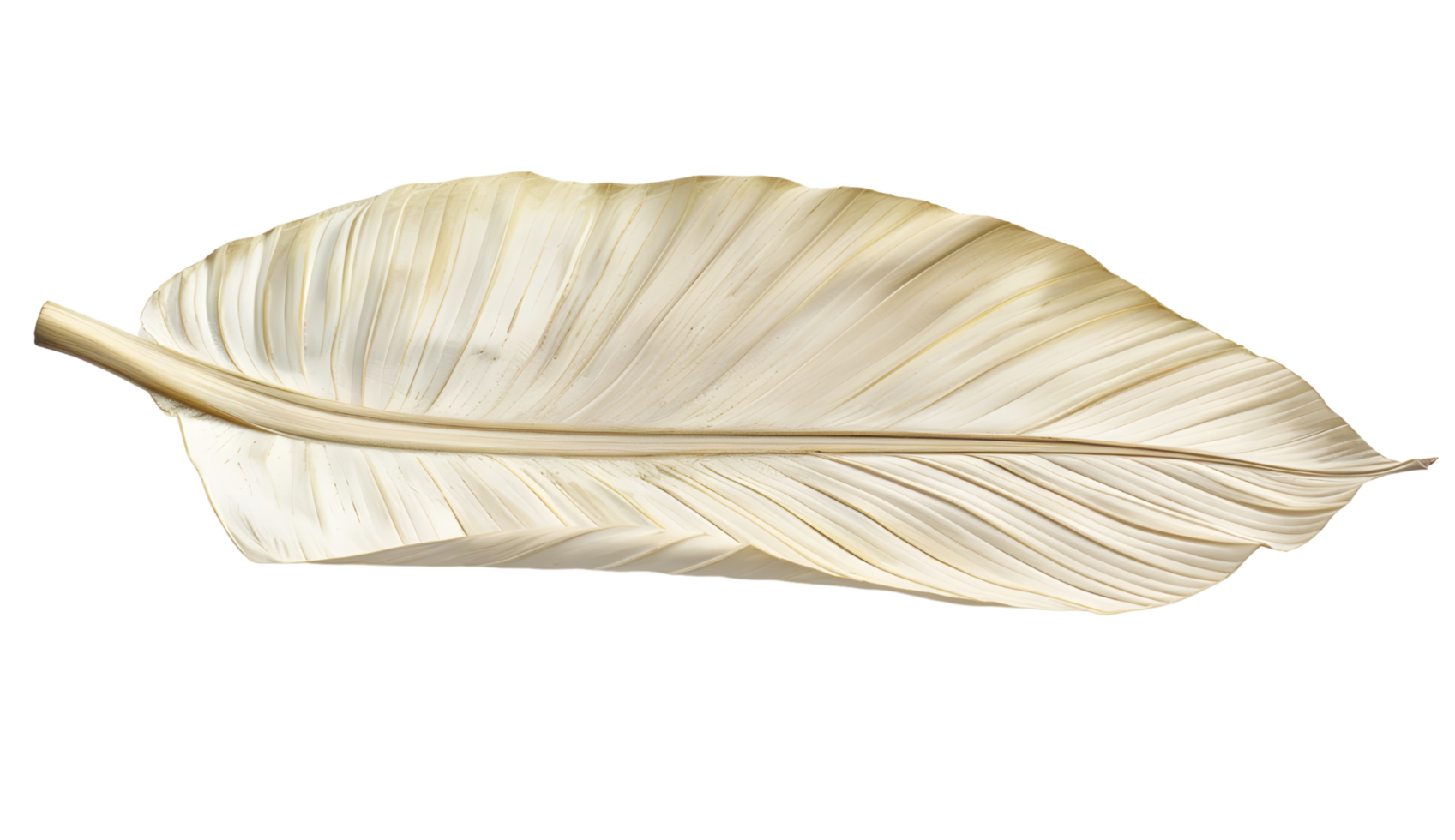 palm dried leaf png