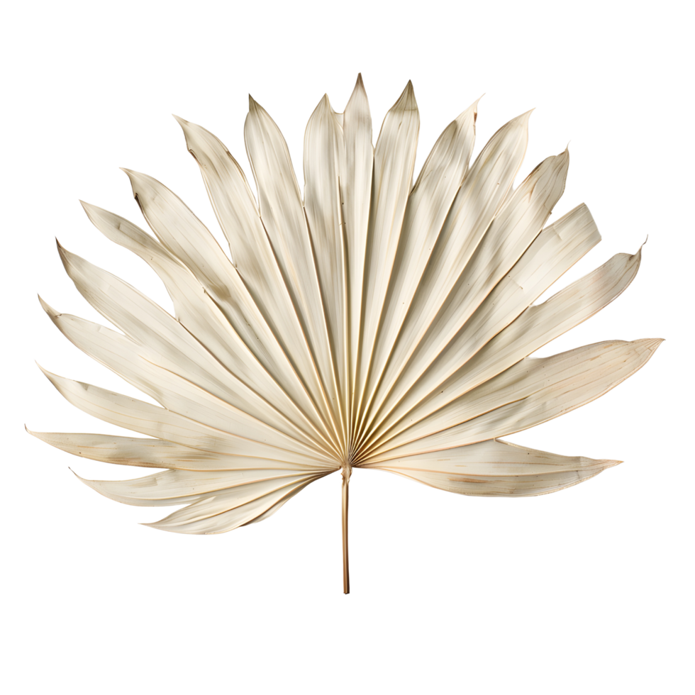 Fan palm dried leaf png