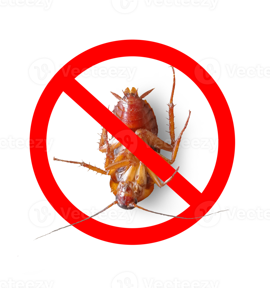 cockroach with no symbol png