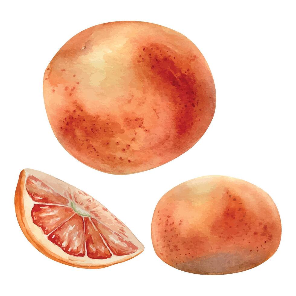 Pink ripe grapefruits watercolor illustration isolated on white. Set of whole and slice grapefruit hand drawn. Orange citrus fruit botanical style drawing. Design element for packaging. vector