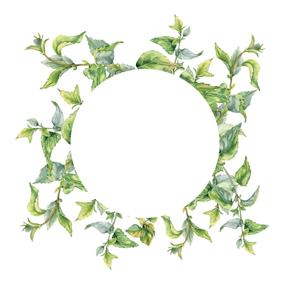 Circle frame with stem of nettle watercolor isolated on white. Illustration of the medicinal plant Urticaria dioica. Frame of stinging plant with green leaves hand drawn. For packaging herb tea. vector
