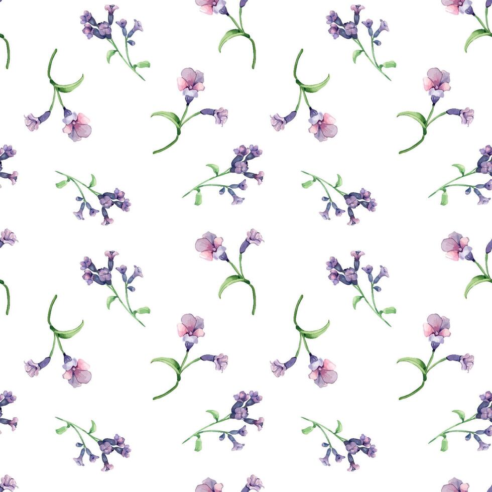 Lungwort medicinal plant watercolor seamless pattern isolated on white background. Pulmonaria officinalis purple useful flower hand drawn. Design for label, package, textile, wrapping vector