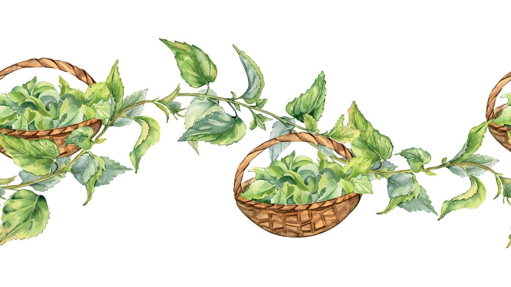 Stem of nettle with basket seamless in watercolor isolated on white. Illustration of the herbal plant in straw basket. Stinging plant with green leaf hand drawn. Element for label, packaging, banner vector