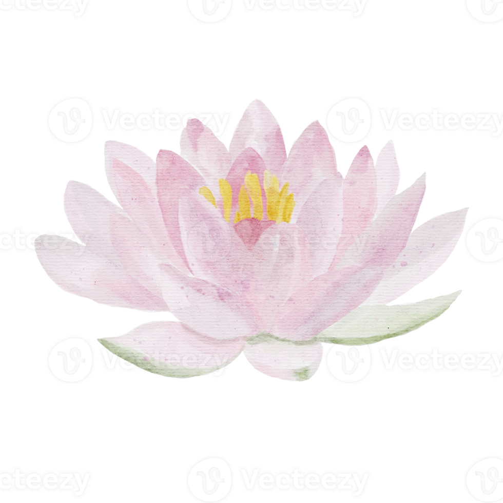 lotus blossom flower isolated by watercolor handdrawn on background png