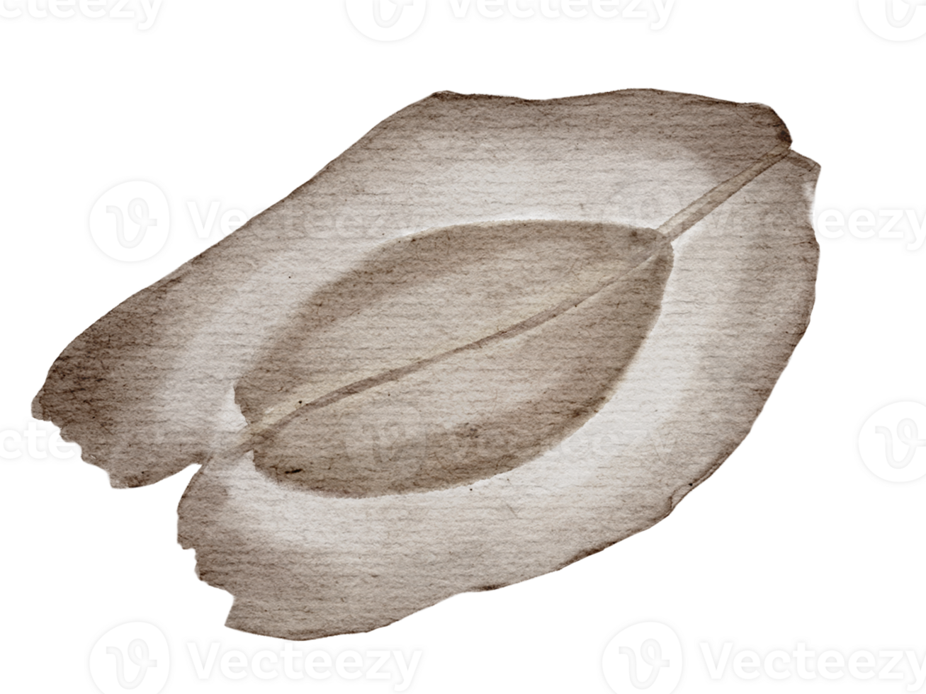 Moringa seed dried by watercolor handdrawn isolated on background png