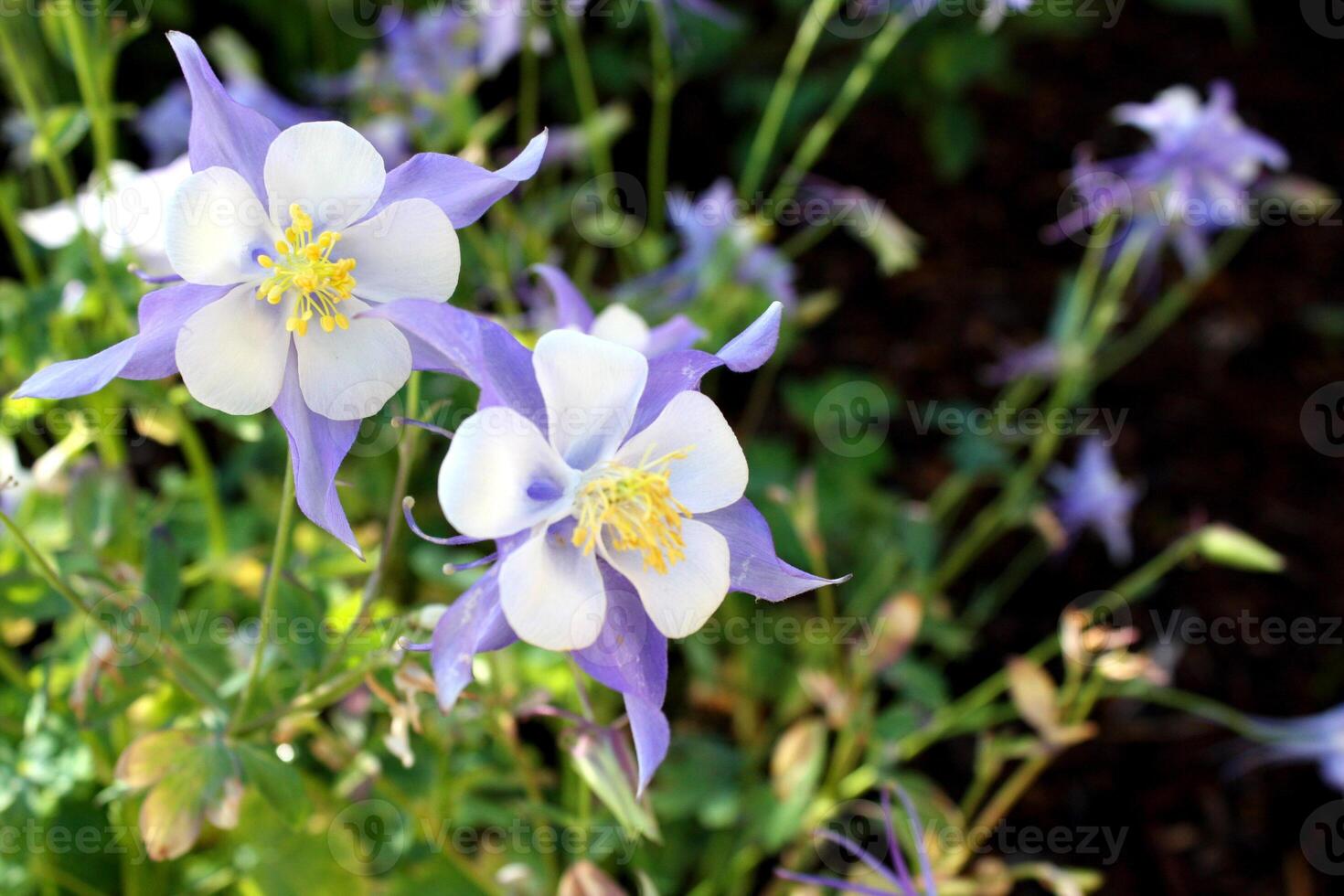 Beautiful Columbine Wildflowers in Colorado photo