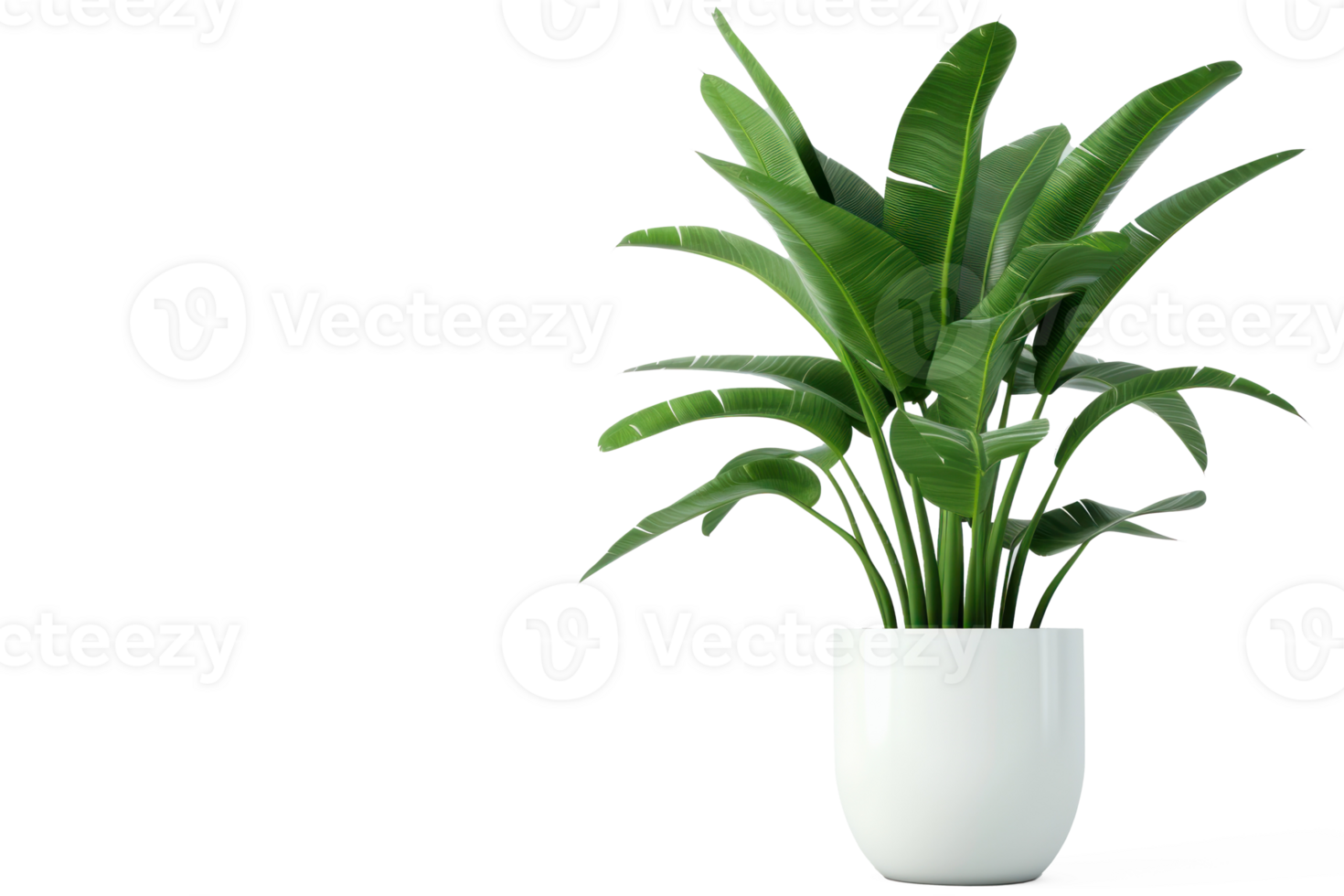 houseplant download on transparent background png