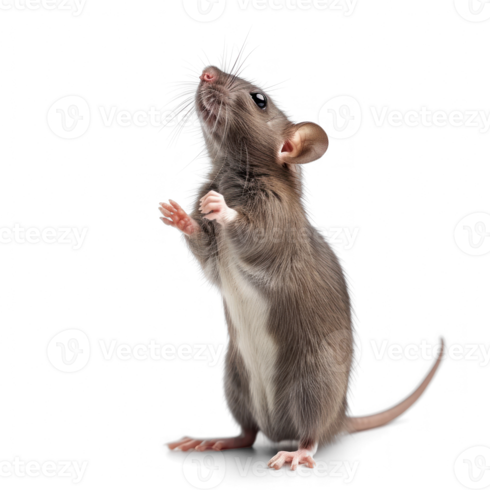 mouse standing on its hind legs, isolated on transparent background png