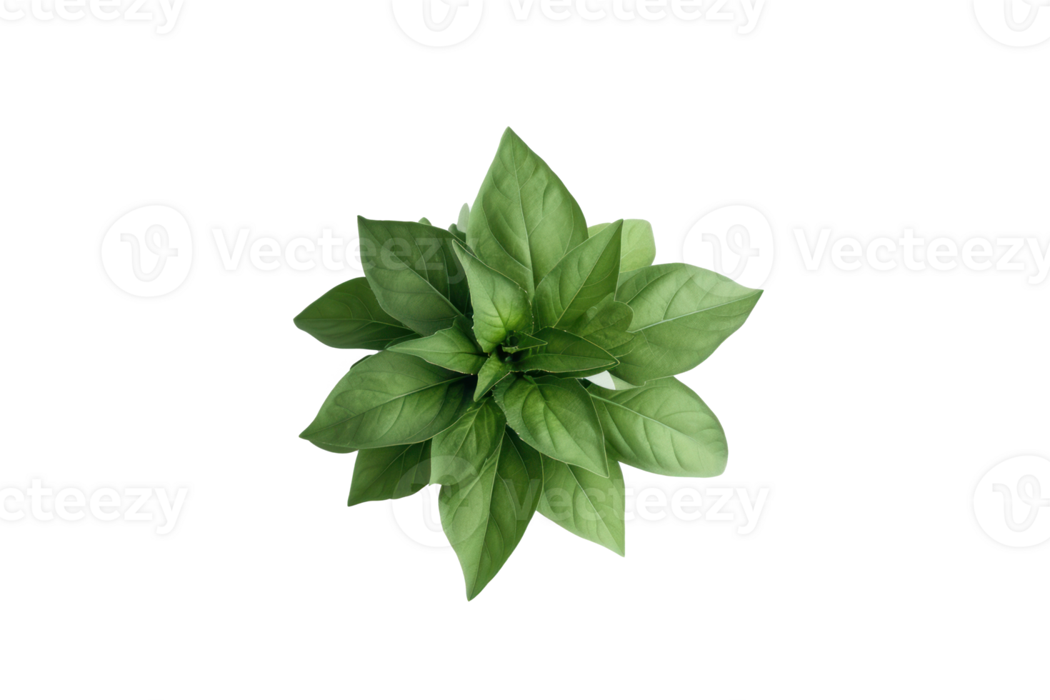 houseplant download on transparent background png