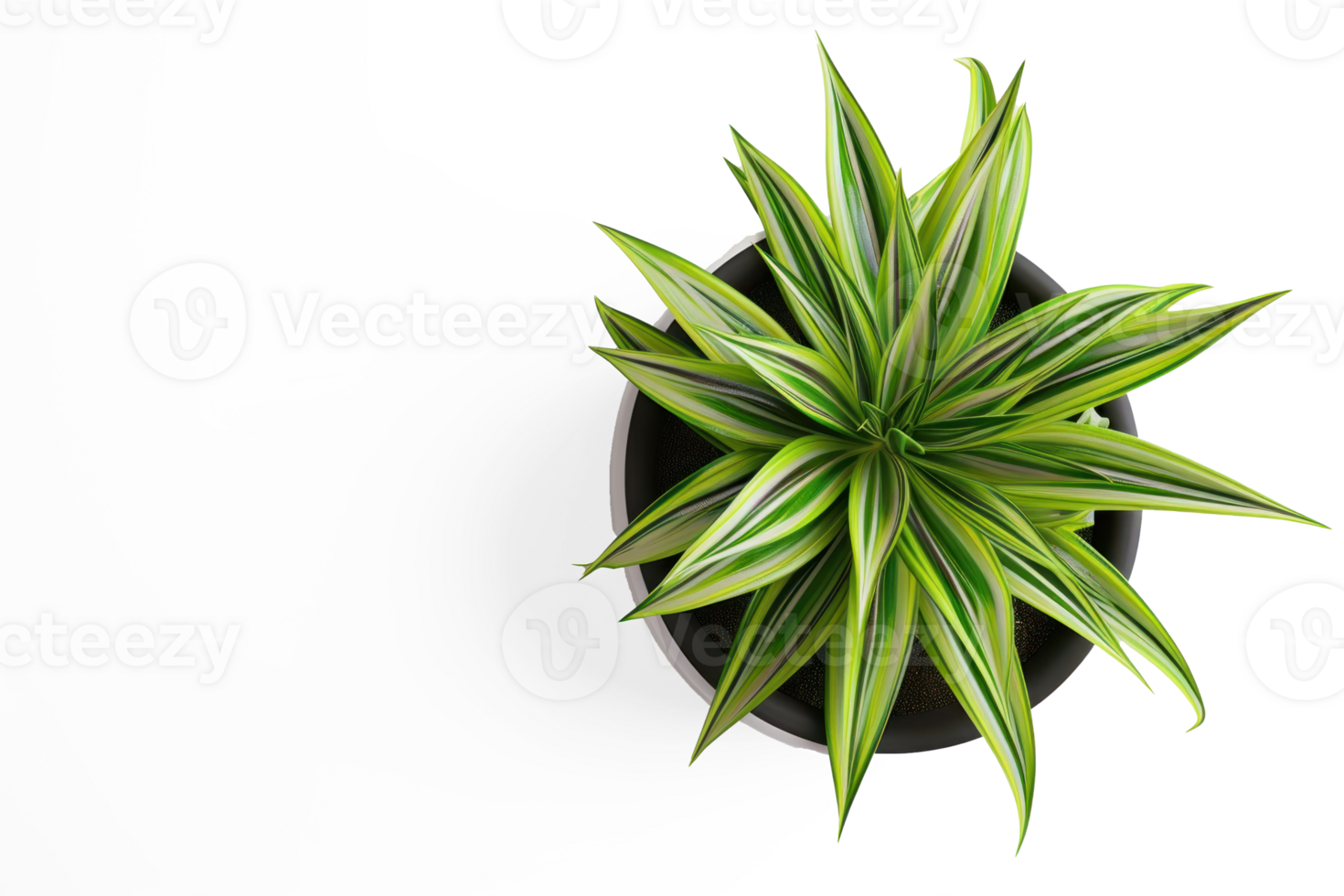houseplant download on transparent background png