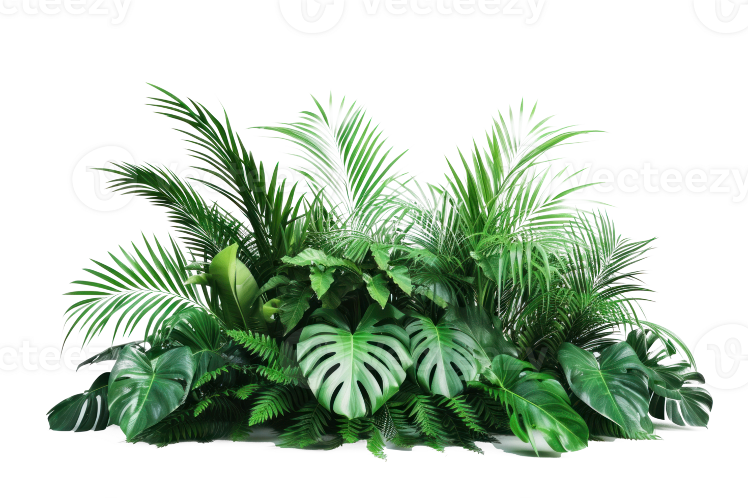 tropical plants on transparent background png