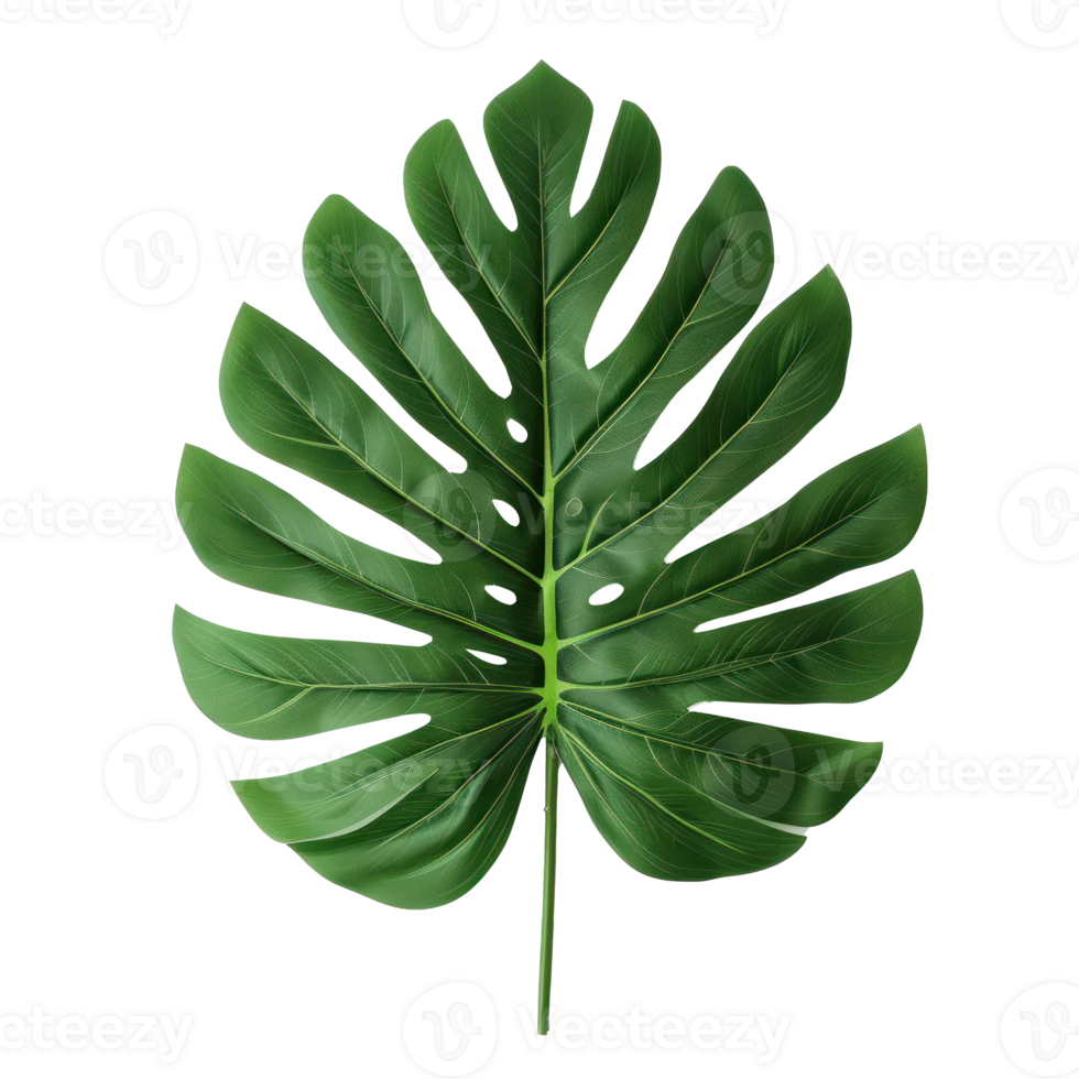 a green monstera leaf on a transparent background png