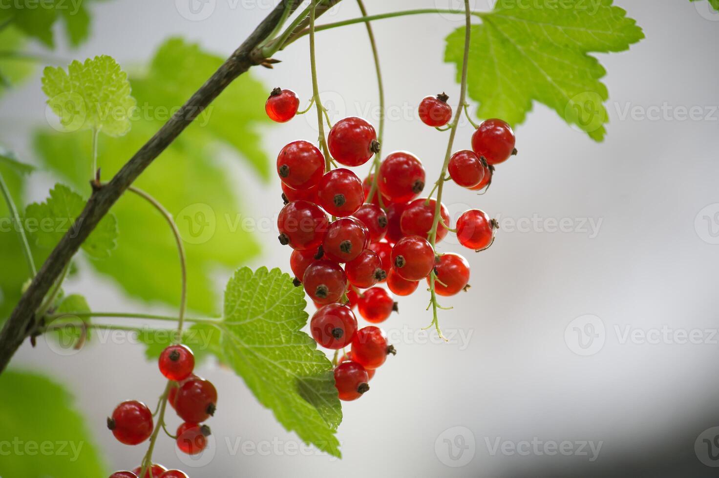 Ripe red currants hanging on branches in a garden photo
