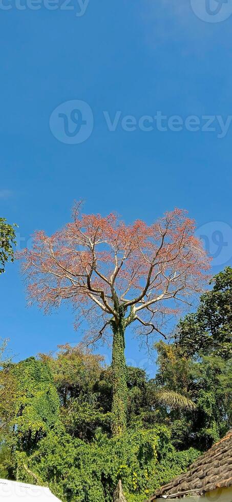 brown twigs and leaves with a beautiful blue sky photo