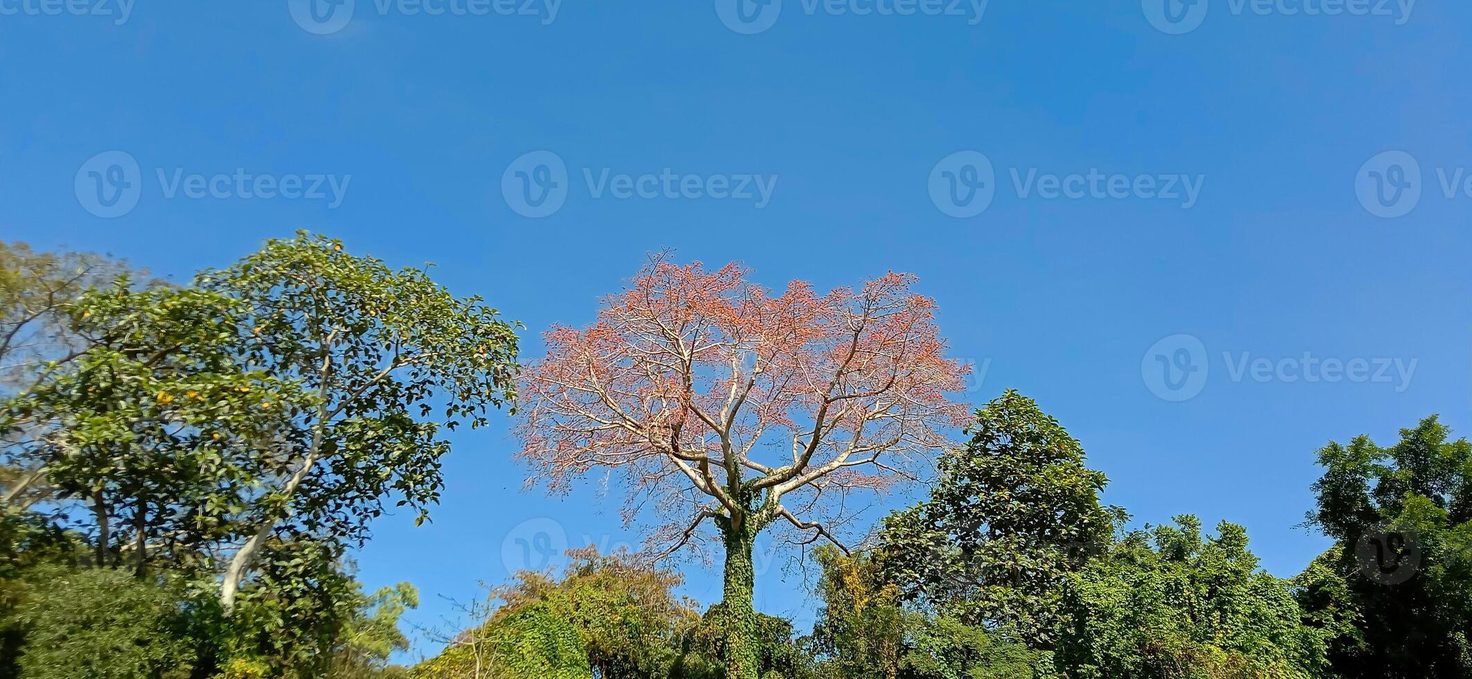 brown twigs and leaves with a beautiful blue sky photo