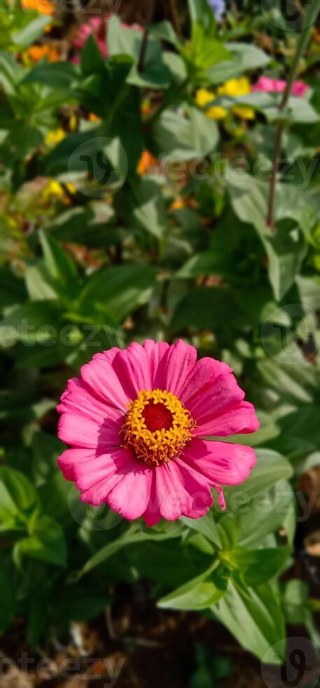 Beautiful pink paper flowers photo