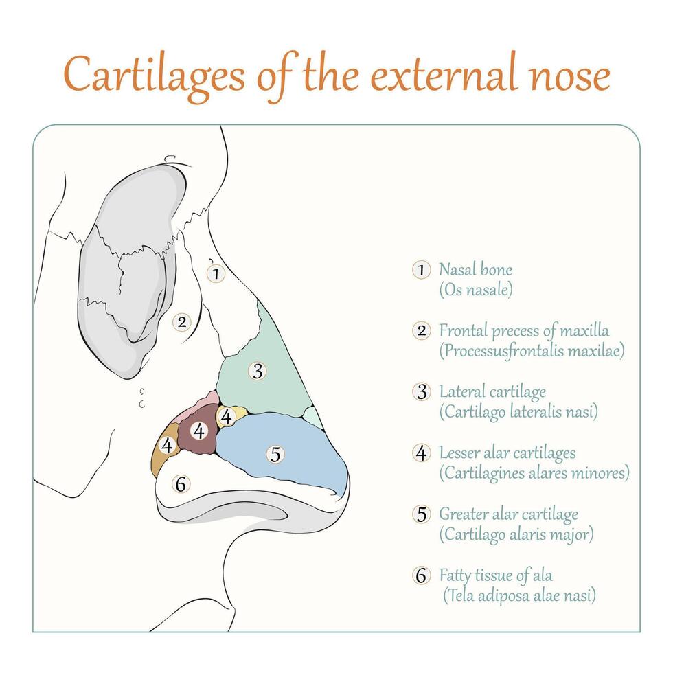 Cartilages of the external nose flat illustration vector