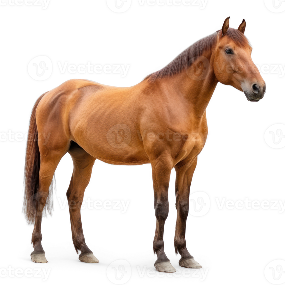 a horse standing on transparent background png