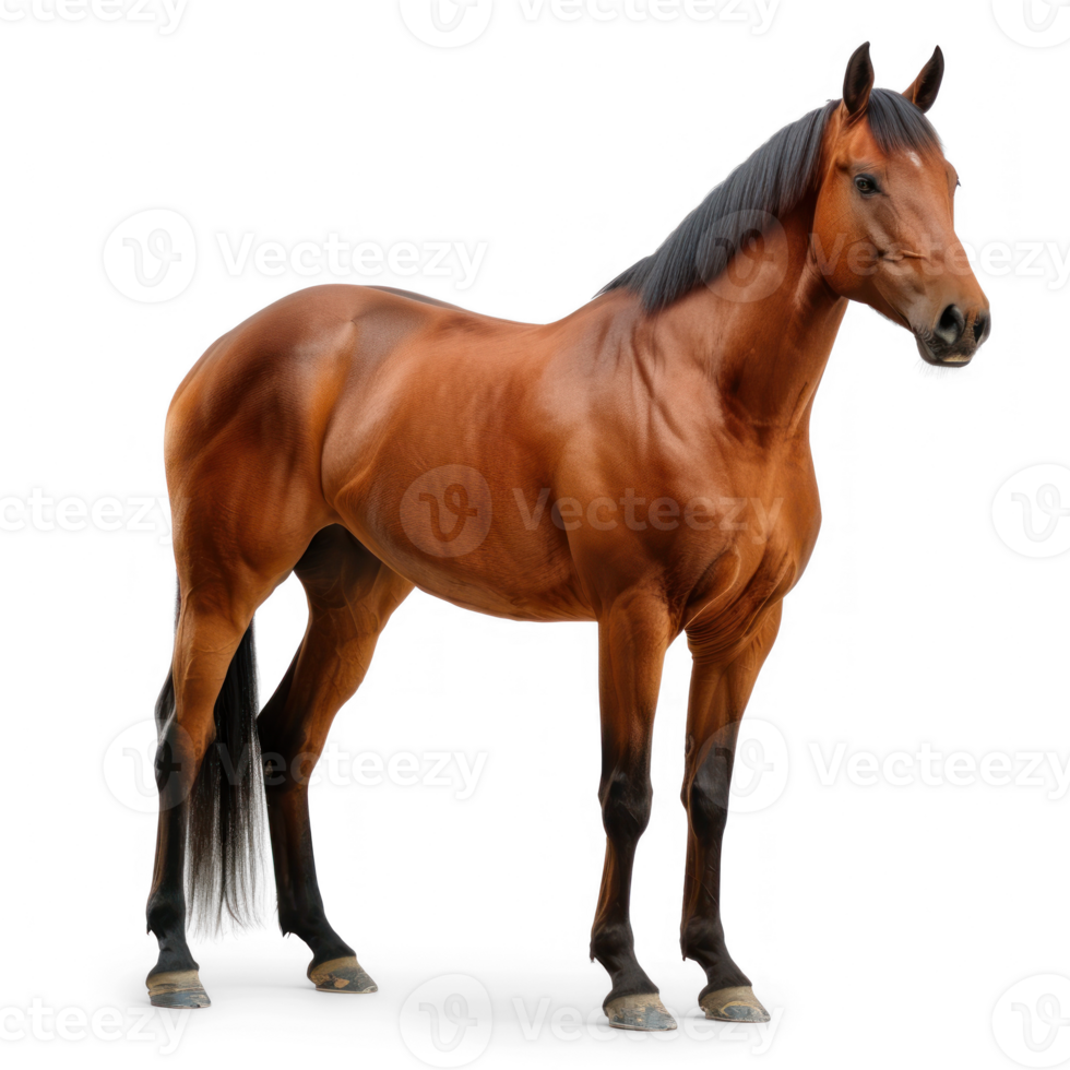 a horse standing on transparent background png