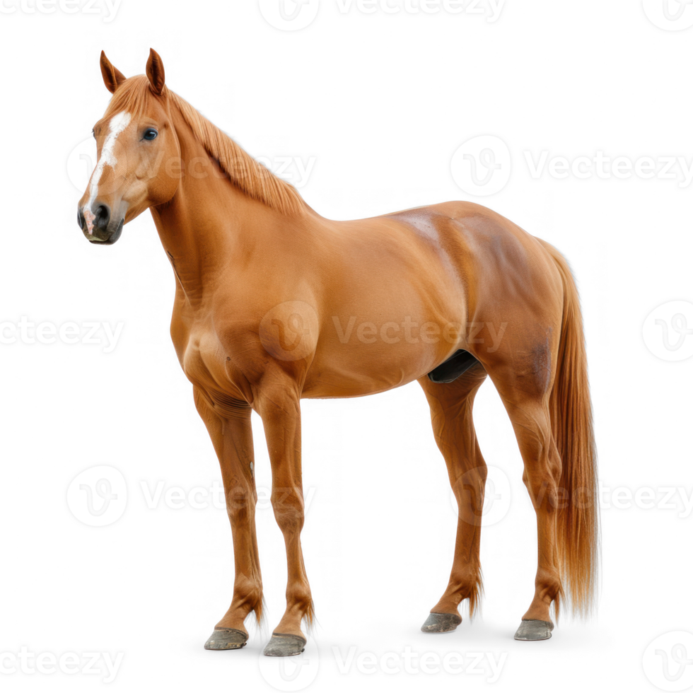 a horse standing on transparent background png