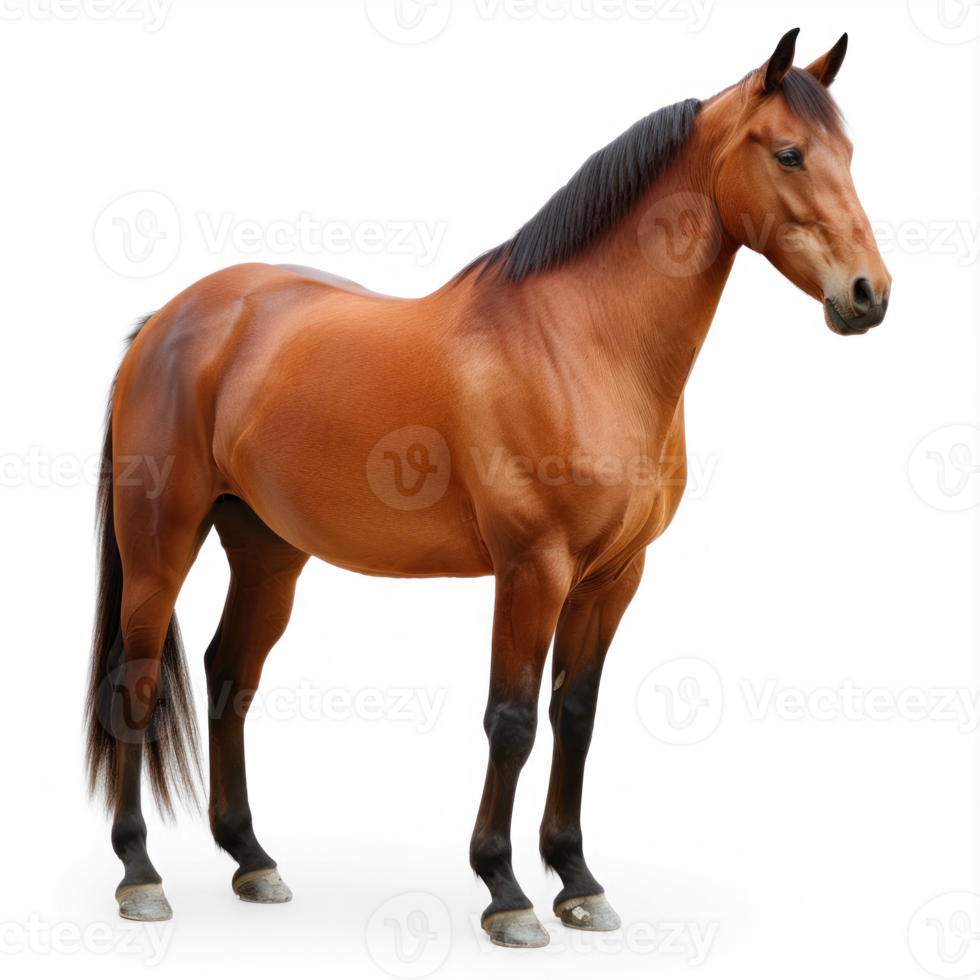 horse standing on transparent background png