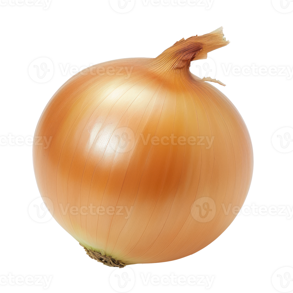 an onion is shown on a transparent background png