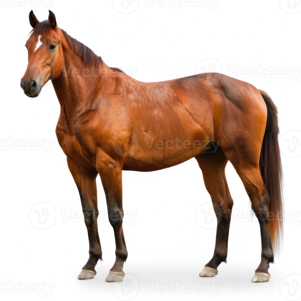 a horse standing on transparent background png