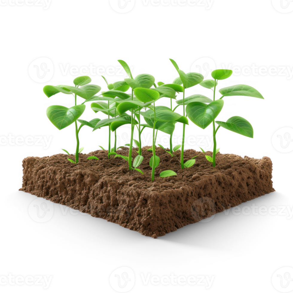seedlings growing in soil on transparent background background png