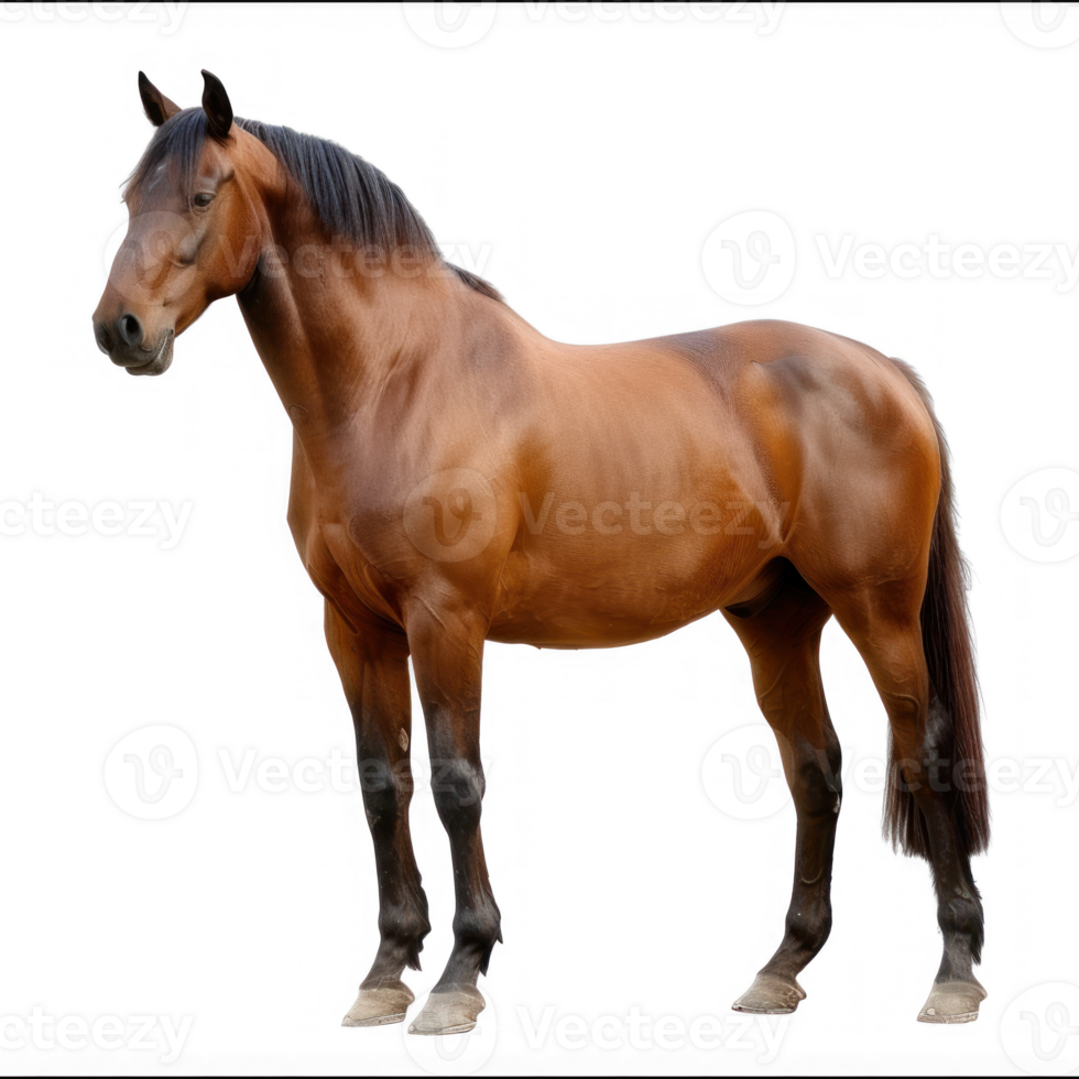 a horse standing on transparent background png