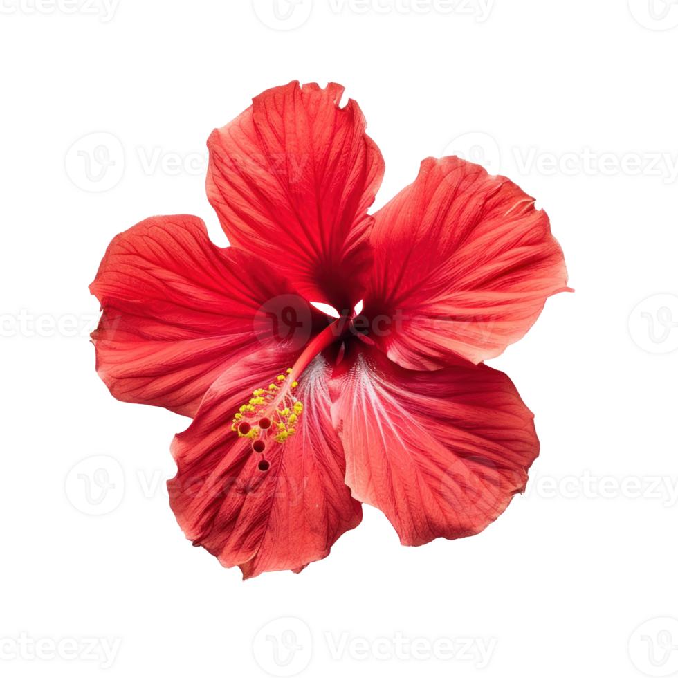 a red hibiscus flower on a transparent background png