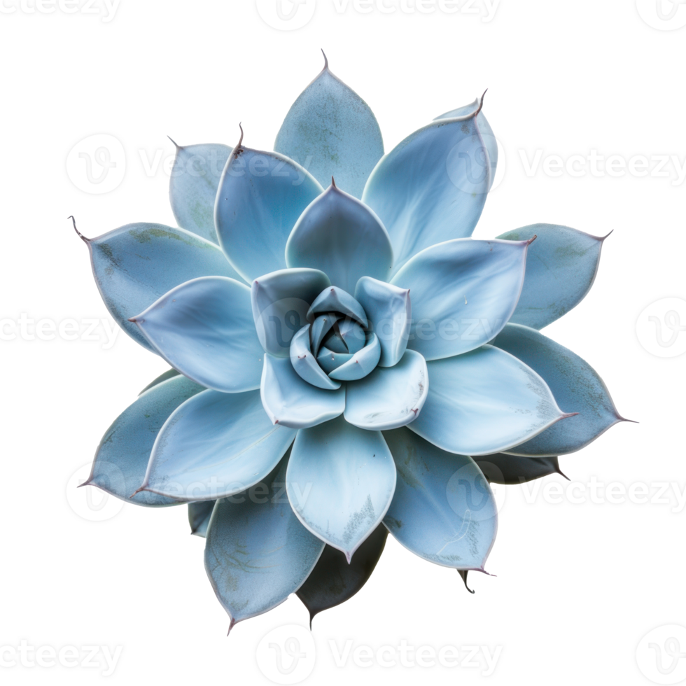 blue succulent plant on transparent background png