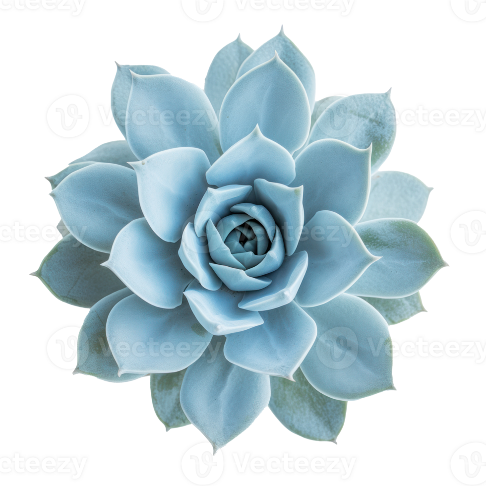 blue succulent plant on transparent background png