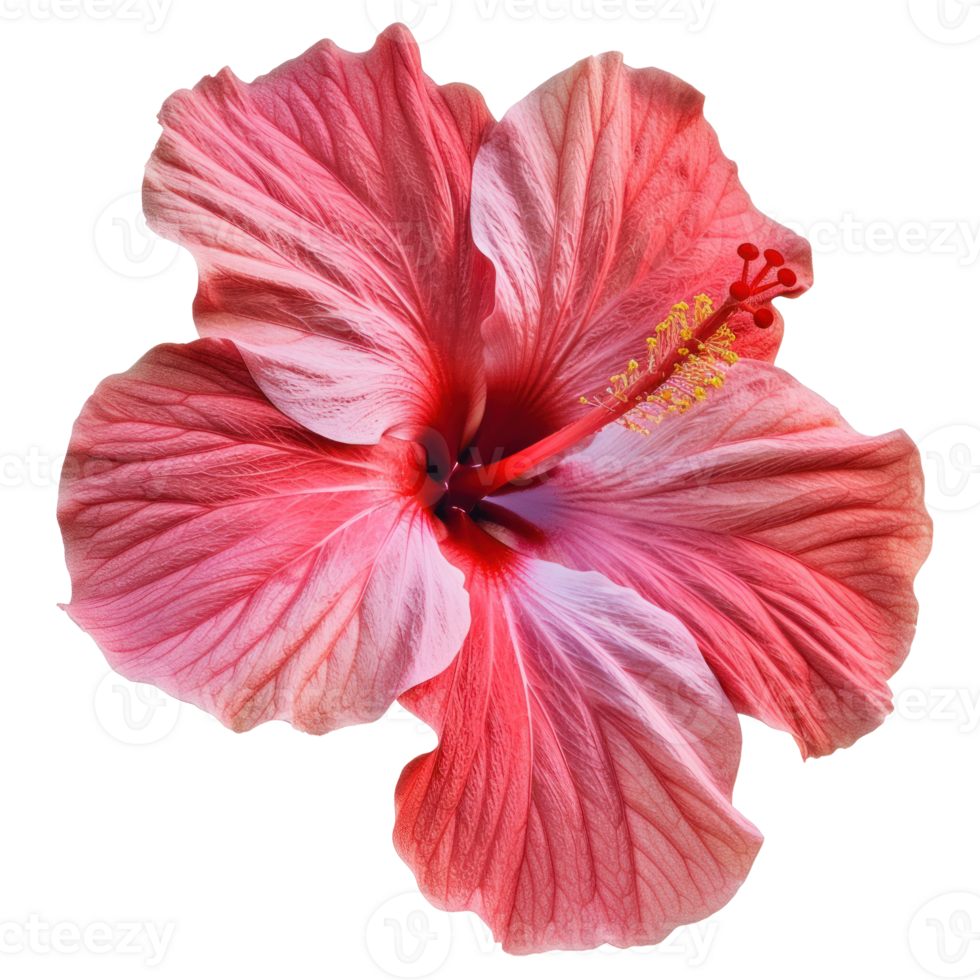 a pink hibiscus flower on a transparent background png