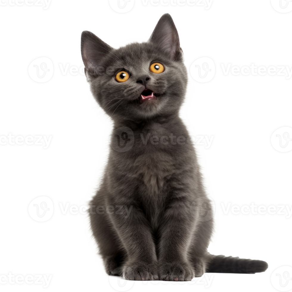 a gray kitten sitting on transparent background png