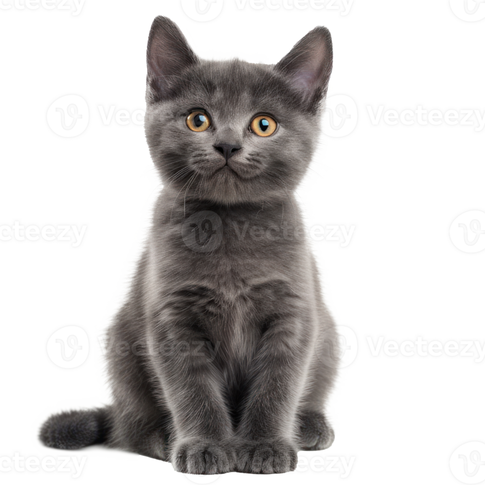 a gray kitten sitting on transparent background png