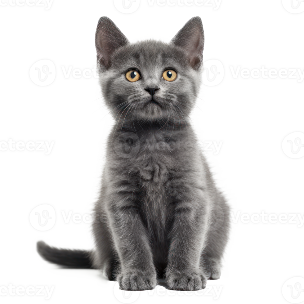a gray kitten sitting on a transparent background png