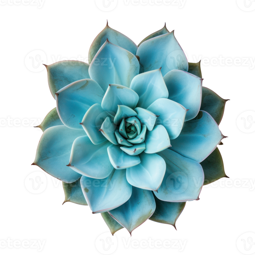blue succulent plant on transparent background png