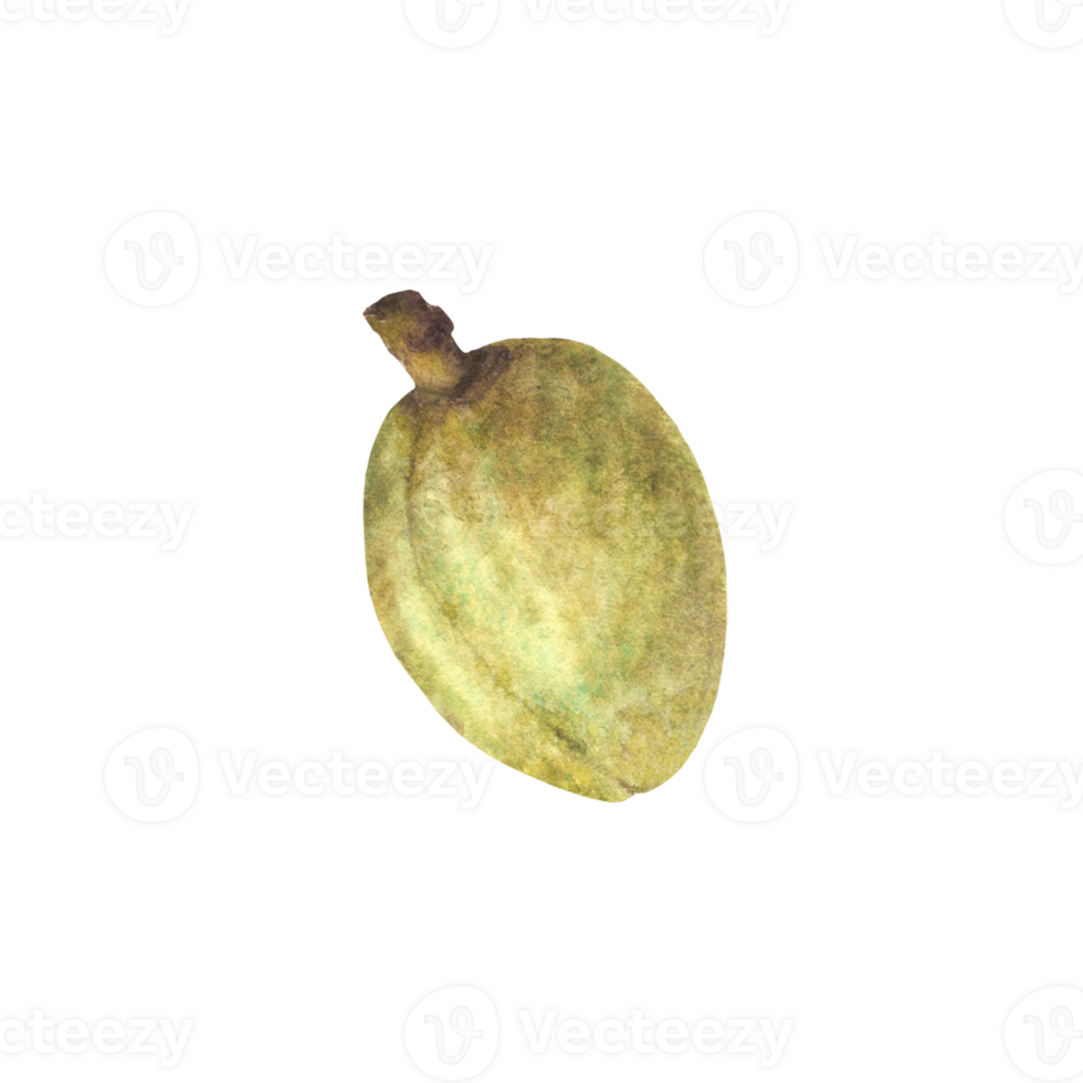 Green Almonds in the Shell Watercolor kernel botanical illustrations with nuts Organic vegetarian Food. Healthy harvest unpeeled fruit clipart on isolated background for product, cosmetic label design png