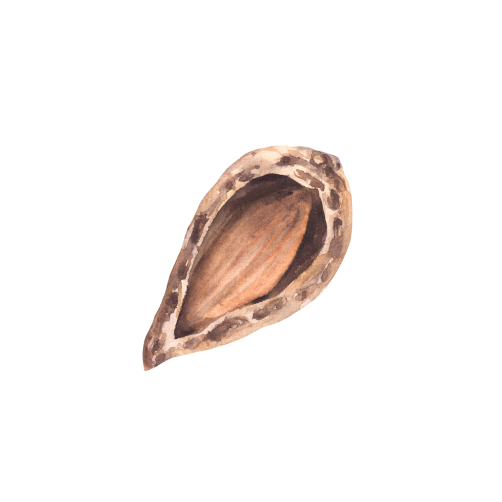 Almonds in the Shell Watercolor kernel botanical illustrations with nutshell. Organic vegetarian Food. Healthy harvest unpeeled fruit clipart on isolated background for snack product, cosmetic, label. png